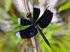 Neurothemis decora