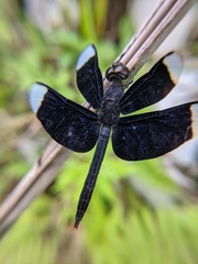 Neurothemis decora