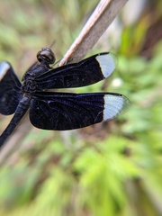 Neurothemis decora