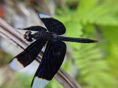 Neurothemis decora