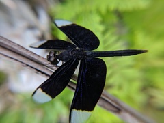 Neurothemis decora