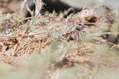 Paragomphus sinaiticus