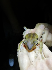 Polypedates macrotis