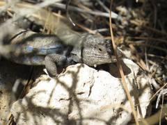 Gallotia galloti galloti