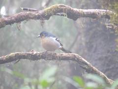 Fringilla coelebs canariensis