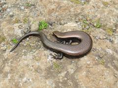 Chalcides viridanus