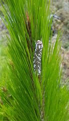 Arachnis dilecta