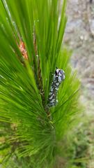 Arachnis dilecta