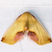 Lemon Plagodis Moth - Photo (c) Diane P. Brooks, some rights reserved (CC BY-NC-SA), uploaded by Diane P. Brooks