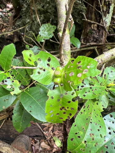 Ixora triantha observed 2025-08-20