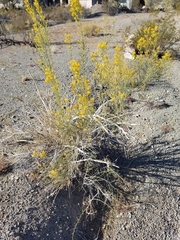 Ericameria paniculata