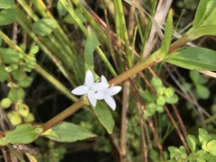 Diodia