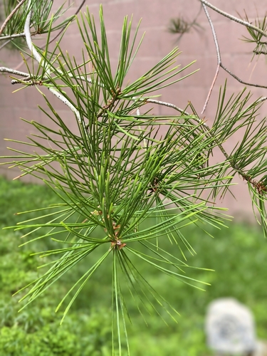 lacebark pine (Pinus bungeana)