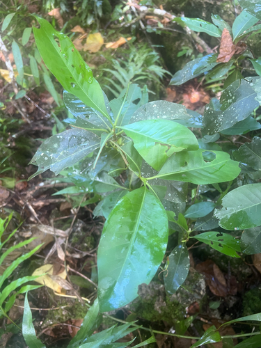 Psychotria mariana observed 2025-08-20