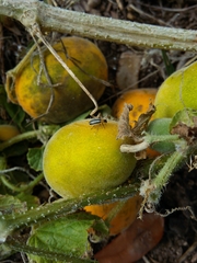 Acalymma trivittatum