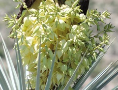 Yucca rigida