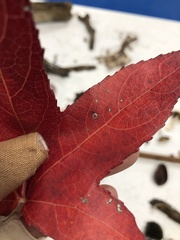 Cercospora liquidambaris