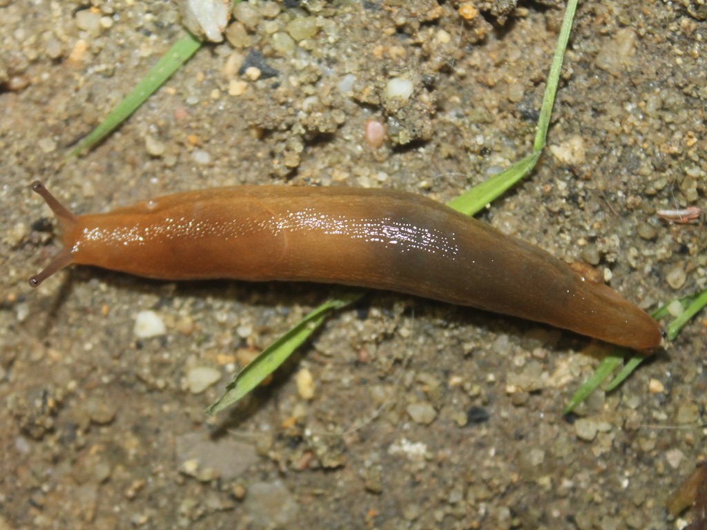 Geomalacus anguiformis