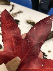 Cercospora liquidambaris