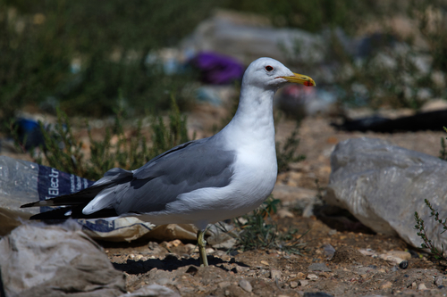 California Gull