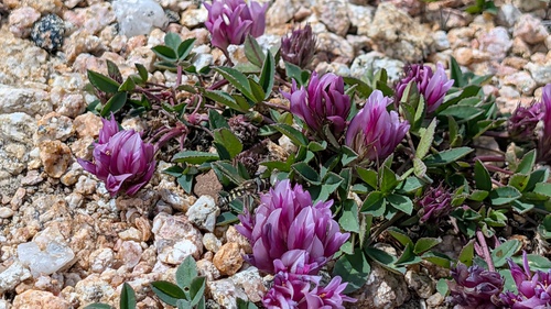 Unknown species found near Park County, WY, USA