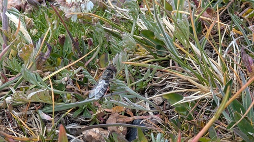Unknown species found near Park County, WY, USA