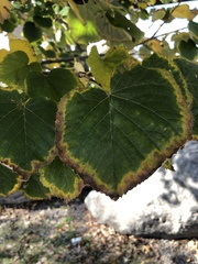 Xylella fastidiosa