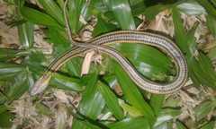 Helicops carinicaudus