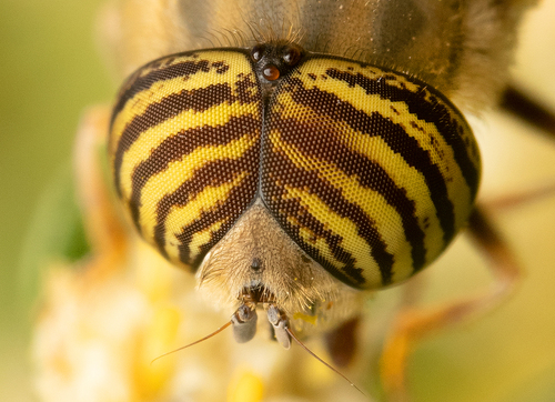 Stripe-eyed Lagoon Fly
