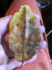 Diplocarpon