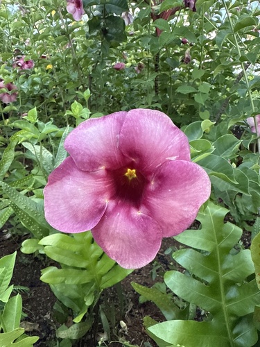 Allamanda blanchetii, 2025-08-19
