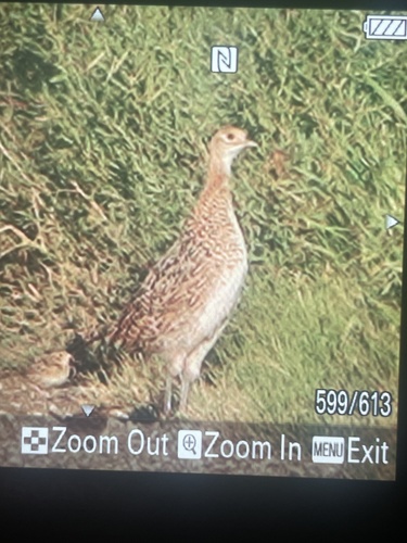 Ring-necked Pheasant