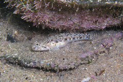 Bathygobius cocosensis