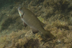 Girella elevata