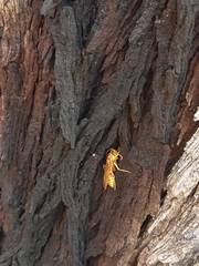 Polistes apachus apachus