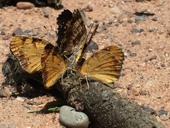 Phyciodes batesii