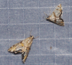 Petrophila heppneri
