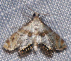 Petrophila heppneri