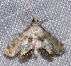 Petrophila heppneri