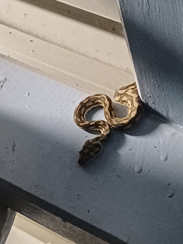 Coastal Carpet Python sighting