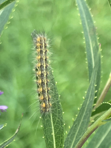 Salt Marsh Moth
