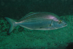 Silver Trumpeter photo 2