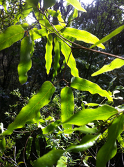 Lygodium articulatum