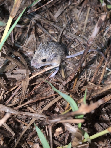 Merriam's Pocket Mouse