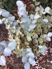 Fothergilla ×intermedia