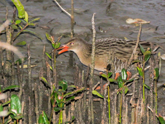 Rallus longirostris