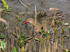 Rallus longirostris