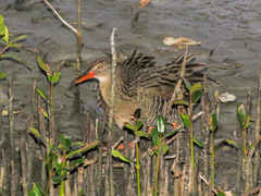 Rallus longirostris