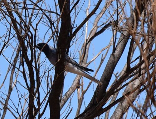 Black-faced Cuckooshrike