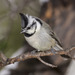 Bridled Titmouse - Photo (c) Dmitry Mozzherin, some rights reserved (CC BY-NC-SA)